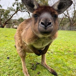 Meet your Posher, Alison